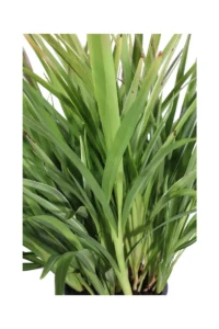 Dianella Tasmanica v24 egarden.store 2 Dianella Tasmanica v24 egarden.store online