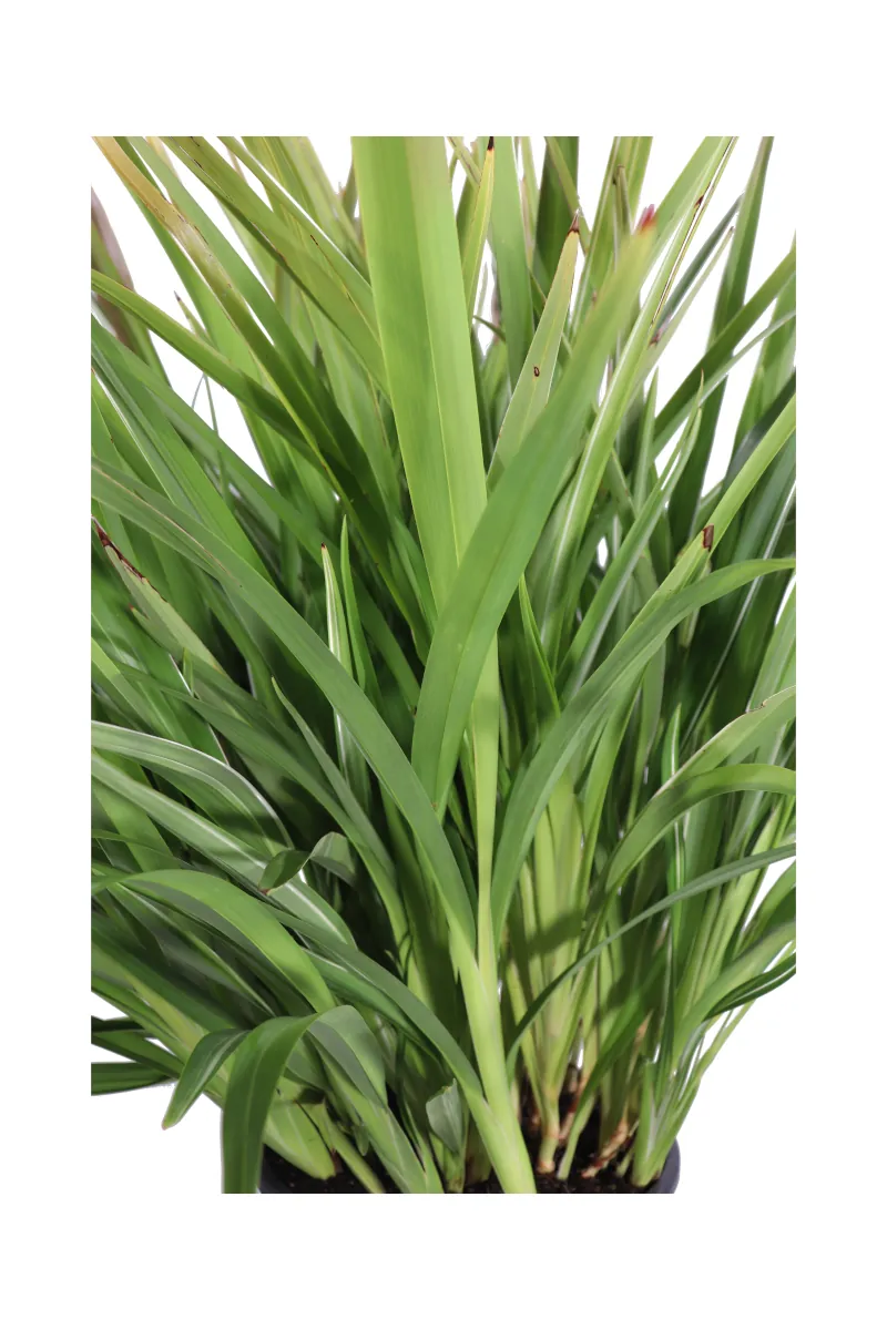 Dianella Tasmanica v24 egarden.store 2 Dianella Tasmanica v24 egarden.store online