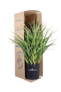 Dianella Tasmanica v24 egarden.store 3 Dianella Tasmanica v24 egarden.store online