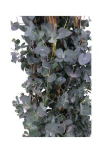 Eucalipto Piramide v23 egarden.store online