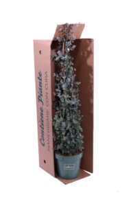 Eucalipto Piramide v23 egarden.store online