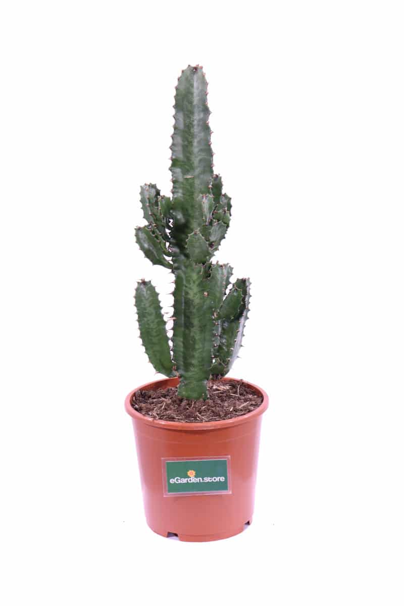 Euphorbia Acrurensis v17 egarden.store online