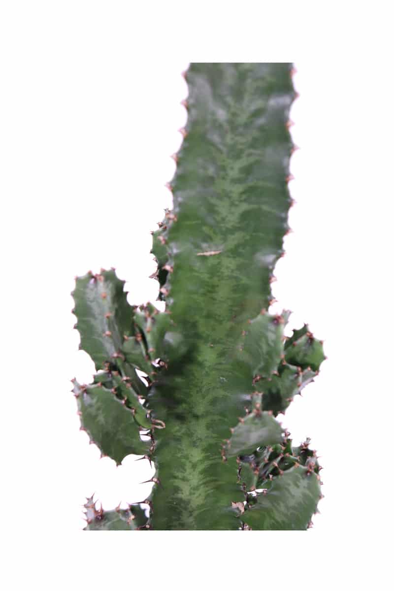 Euphorbia Acrurensis v17 egarden.store online