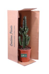 Euphorbia Acrurensis v17 egarden.store online