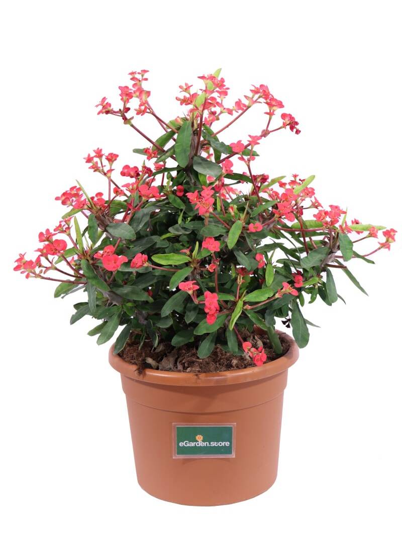 Euphorbia Mili Rossa v24 egarden.store online