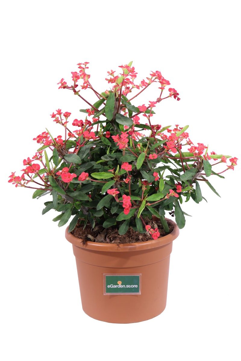 Euphorbia Mili Rossa v24 egarden.store online