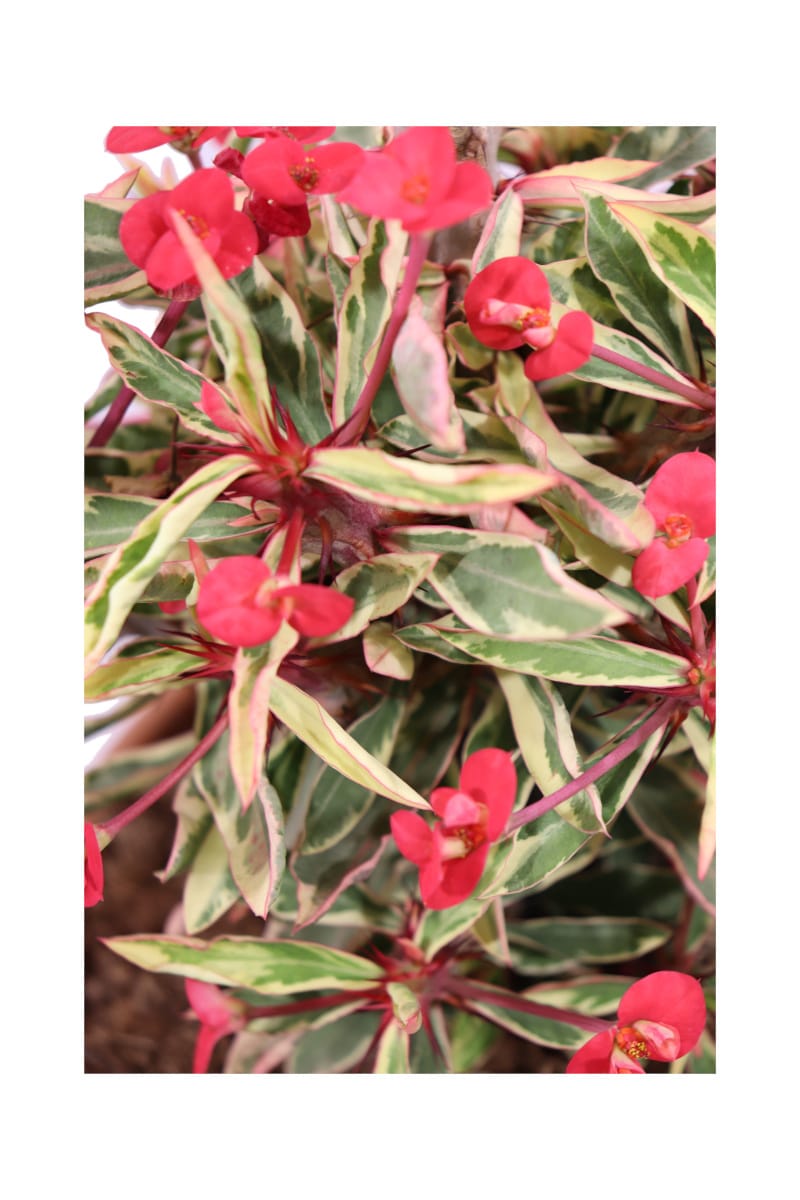 Euphorbia Mili Variegata Rossa v24 egarden.store online
