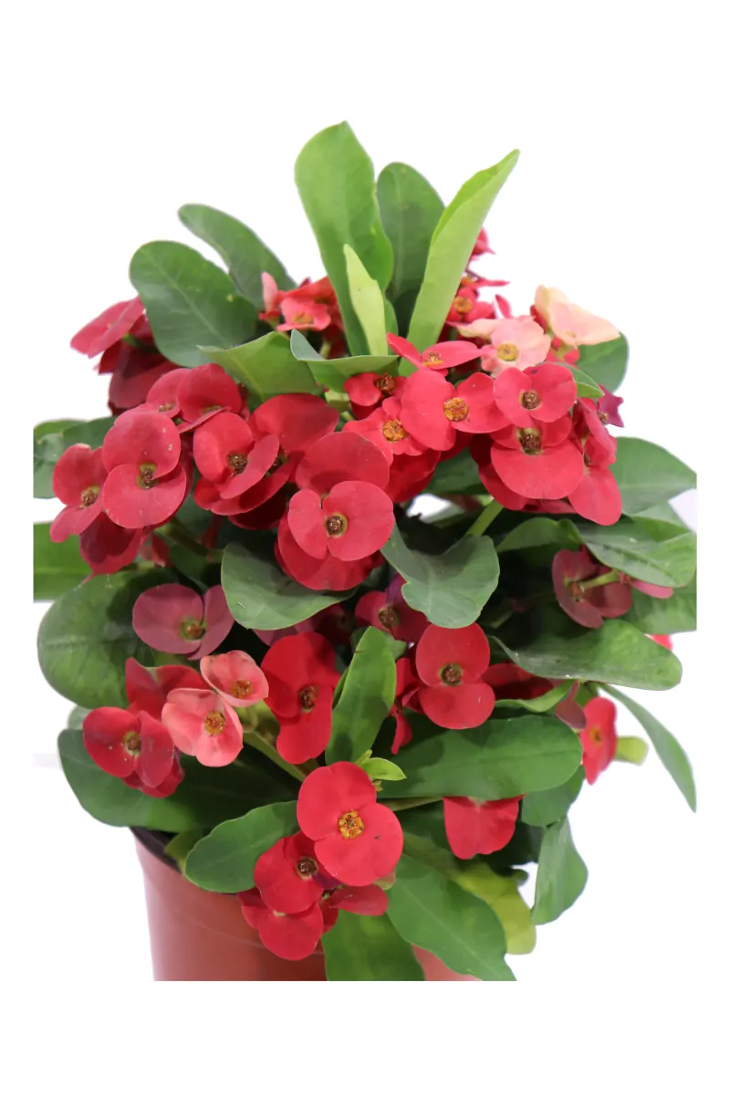 Euphorbia X Lomi Rossa v16 egarden.store online