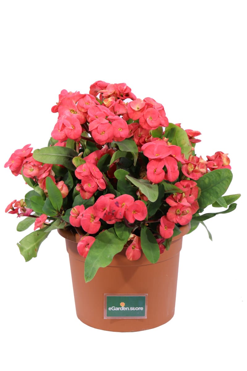 Euphorbia X Lomi Rossa v24 egarden.store online