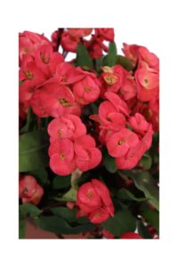 Euphorbia X Lomi Rossa v24 egarden.store online