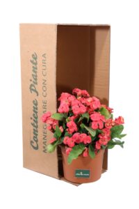 Euphorbia X Lomi Rossa V.25 Cm