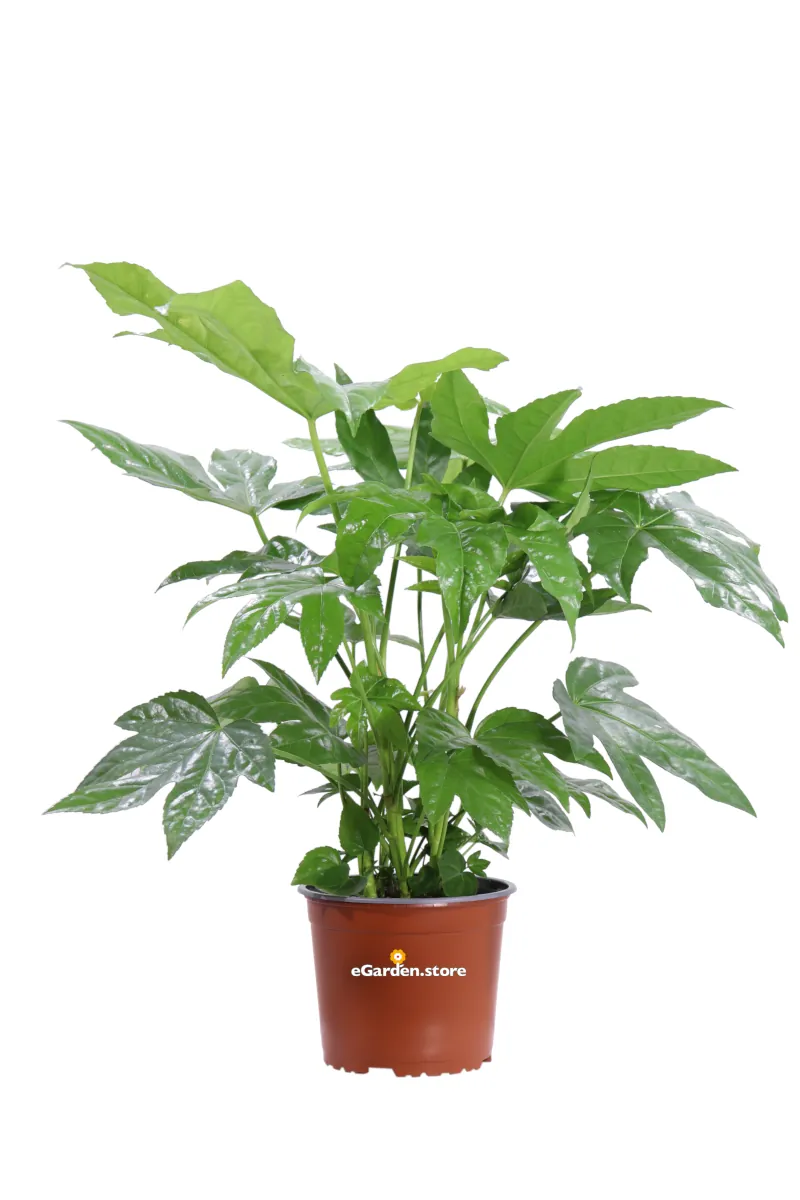 Fatsia Japonica v17 egarden.store online