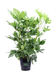 Fatsia Japonica v23 egarden.store online