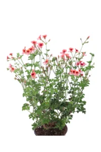 Geranio Macrantino Salmone v.14 egarden.store online