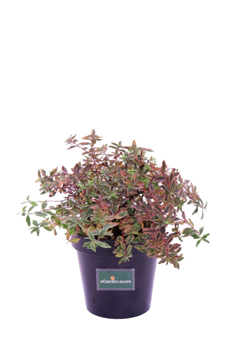 Hypericum Moserianum Tricolor v20 egarden.store online