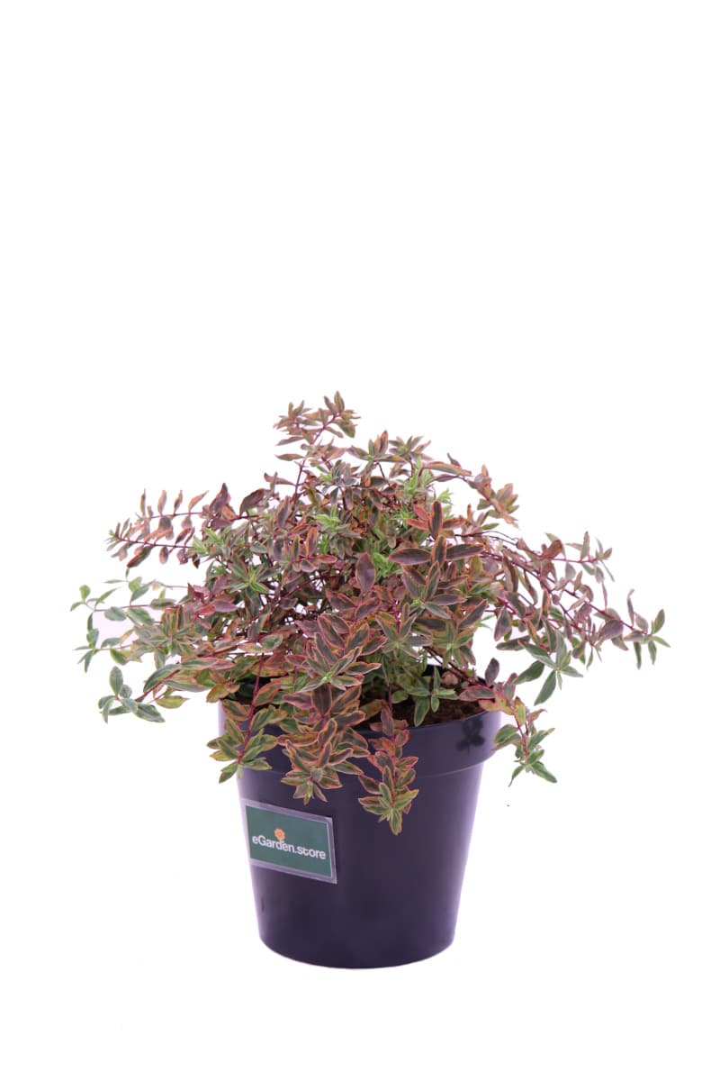 Hypericum Moserianum Tricolor v20 egarden.store online
