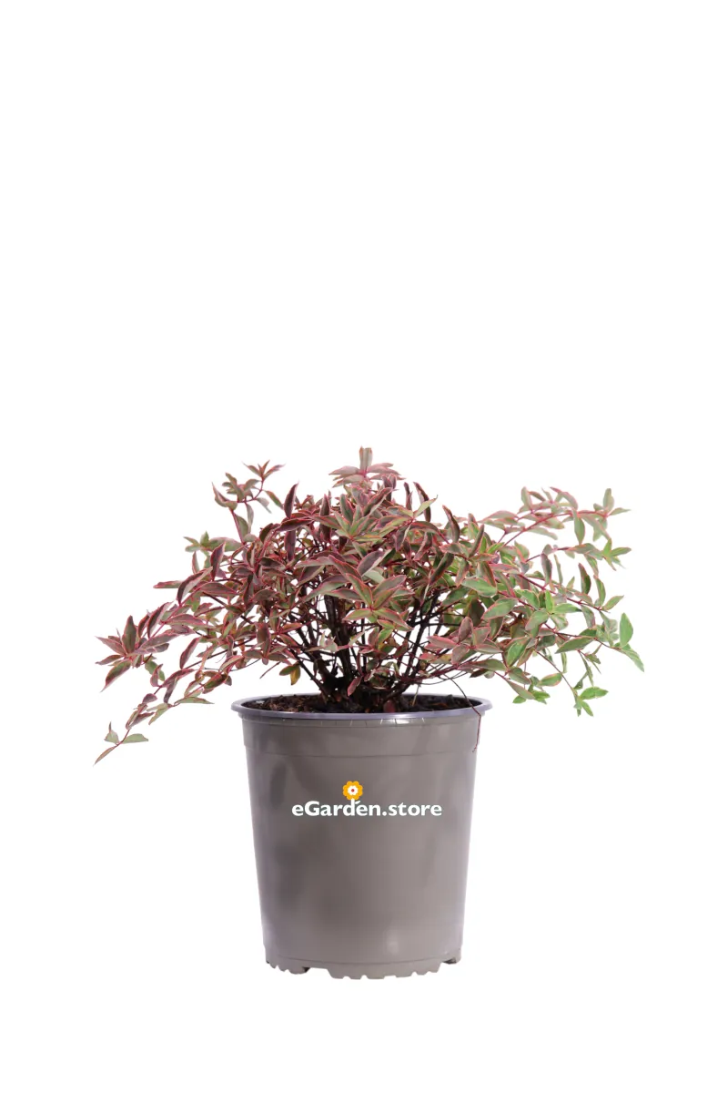 Iperico - Hypericum Moserianum Tricolor v17 egarden.store online