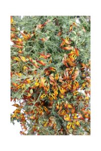 Lotus Maculatus Giallo v16 egarden.store online