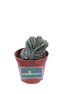 Marginato Crestato v12 egarden.strore online