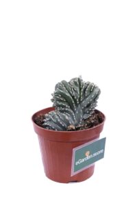 Marginato Crestato v12 egarden.strore online