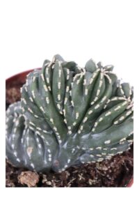 Marginatocereus Crestato