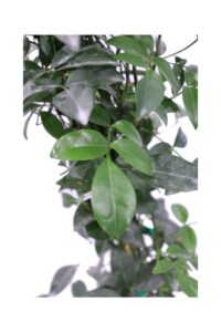 Pandorea Jasminoides Lady v17 egarden.store online