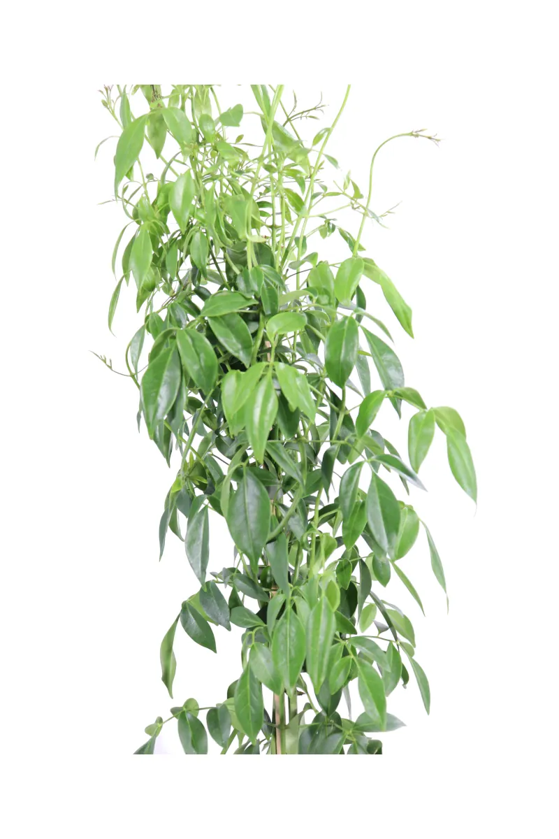 Pandorea Jasminoides v17 egarden.store online