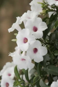 Pandorea Jasminoides