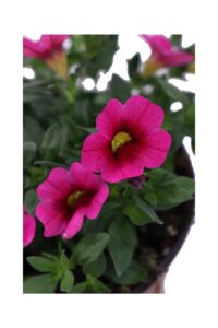 Petunia Nana Fucsia v14 eGarden.store online