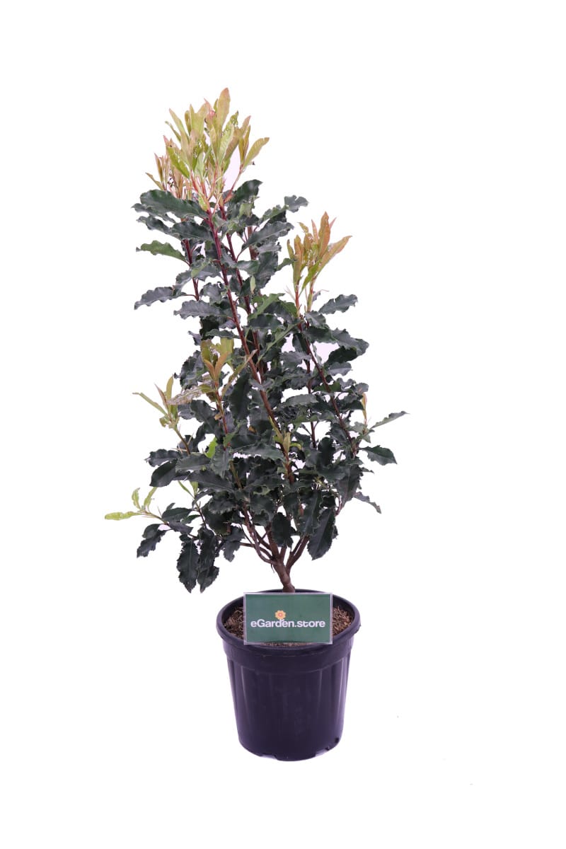Photinia Serratifolia Crunchy v24 egarden.store online