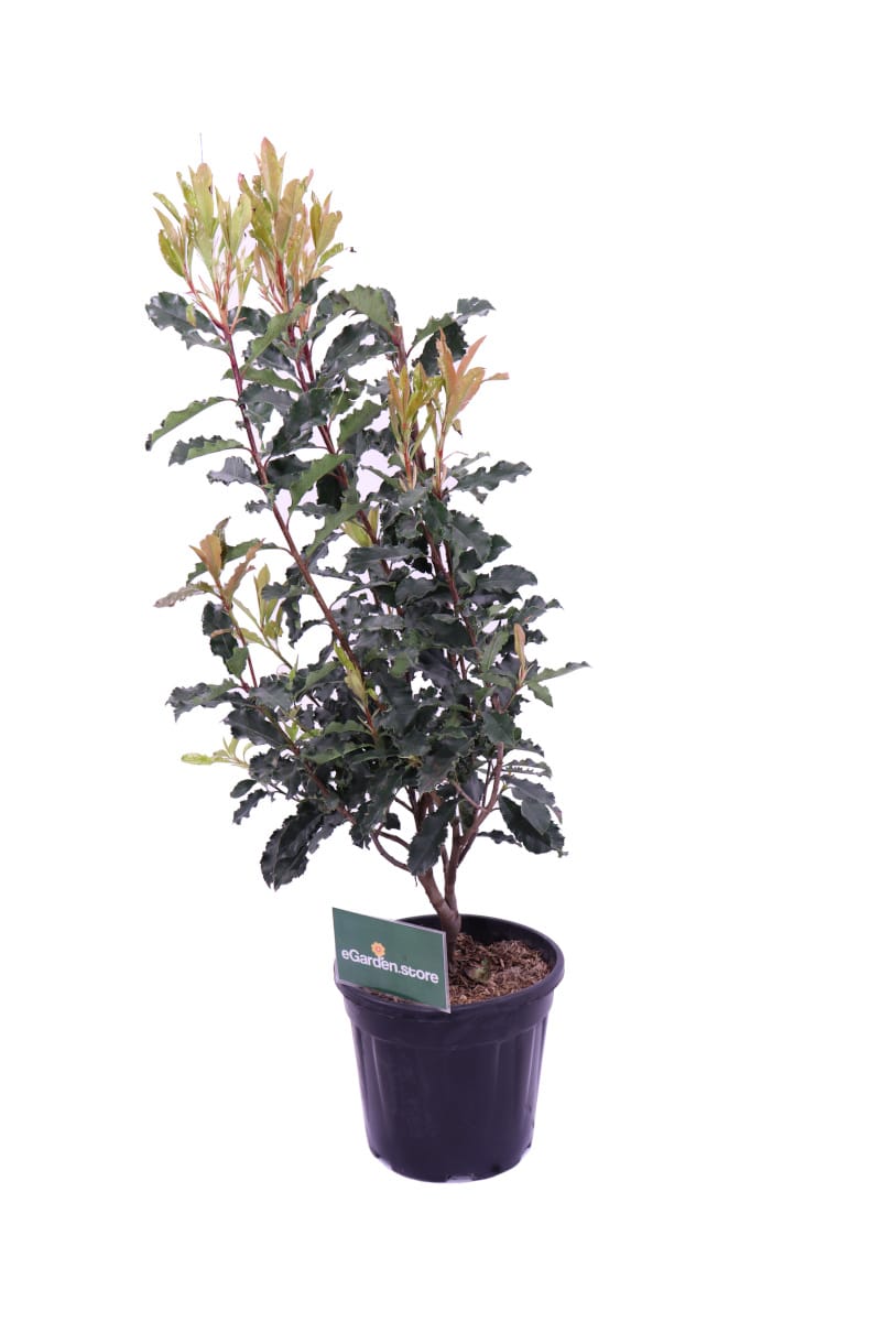 Photinia Serratifolia Crunchy v24 egarden.store online