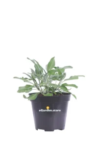 Salvia Foglia Stretta - Salvia Officinalis v14 egarden.store online