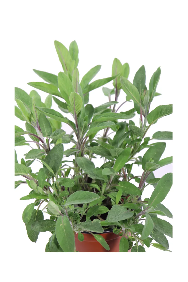 Salvia Foglia Stretta - Salvia Officinalis v17 egarden.store online