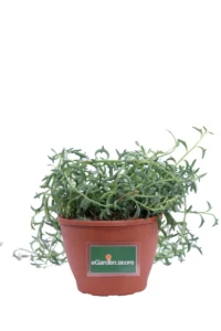 Senecio Dolphin v12 egarden.store online
