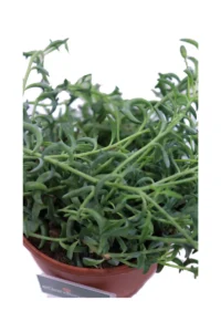 Senecio Dolphin v12 egarden.store online