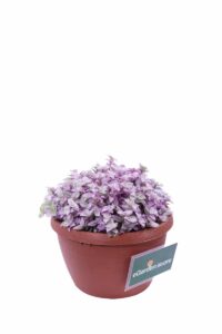 Tradescantia rosa v14 egarden.store 2 Tradescantia rosa v14 egarden.store online