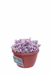 Tradescantia rosa v14 egarden.store 3 Tradescantia rosa v14 egarden.store online