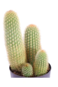 Vatricania Guentheri v17 egarden.store online