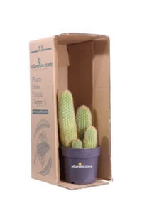 Vatricania Guentheri v17 egarden.store online