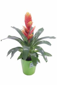 Vriesea arancione v14 egarden.store online