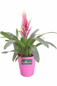 Vriesea rosa v14 egarden.store online