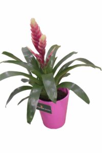 Vriesea rosa v14 egarden.store online