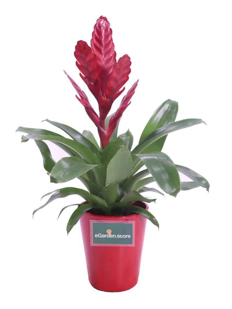 Vriesea rossa v14 egarden.store online