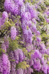 Wisteria Brakybotrys Showa Beni v20 egarden.store online