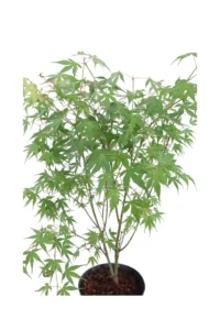 Acero Palmato - Acer Palmatum Katsura v.19 egarden.store online