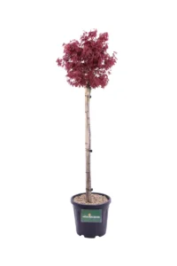 Acero Palmato Skeeters Broom v30 egarden.store online