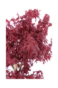 Acero Palmato Skeeters Broom v30 egarden.store online