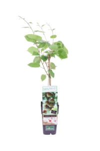 Actinidia Arguta Ken's Red v11 egarden.store online