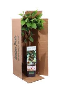 Actinidia Arguta Ken's Red v11 egarden.store online