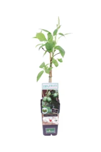 Actinidia Arguta Kiwiberry Issai v11 egarden.store online